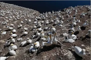  ?? (File Photo/AP/Robert F. Bukaty) ?? A colony of northern gannets and their chicks covers a section of Bonaventur­e Island off the Gaspe Peninsula on July 31, 2017, in Quebec, Canada.