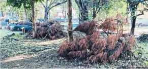  ?? ?? piles of uncollecte­d tree branches in the park in Jalan Bangkung, Bukit Bandaraya in Kuala lumpur. — photo courtesy of Benedict lopez