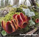  ??  ?? Scarlet elf cup fungus