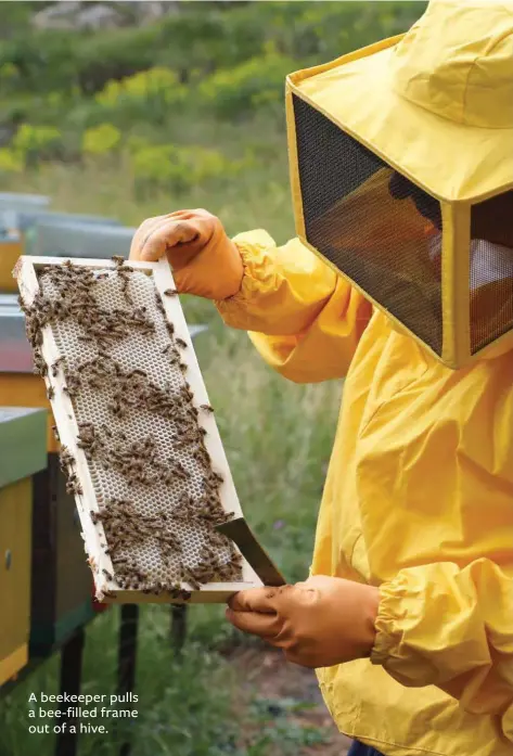  ??  ?? A beekeeper pulls a bee-filled frame out of a hive.