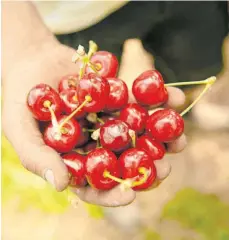  ??  ?? Draußen sein im Sommer: Um Kirschen und Sonnencrem­e ranken sich einige Mythen.