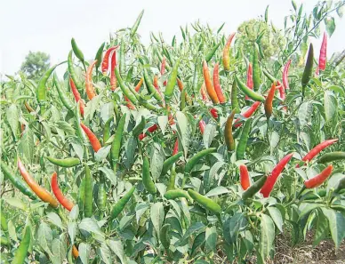  ??  ?? HOT CHILLI AS MONEY-MAKER – The Red Hot chilli was a big money-maker for Nestor Kalaw who planted it in a small area in 2016. He sold the 300 kilos that he harvested for per kilo. The good income prompted him to plant the same variety in 21 hectares in...