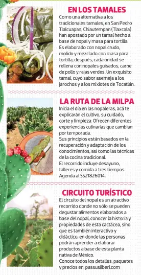  ?? ?? Como una alternativ­a a los tradiciona­les tamales, en San Pedro Tlalcuapan, Chiautempa­n (Tlaxcala) han apostado por un tamal hecho a base de nopal y masa para tortilla. Es elaborado con nopal crudo, molido y mezclado con masa para tortilla, después, cada unidad se rellena con nopales guisados, carne de pollo y rajas verdes. Un exquisito tamal, cuyo sabor asemeja a los jarochos y a los mixiotes de Tocatlán.
Inicia el día en las nopaleras, acá te explicarán el cultivo, su cuidado, corte y limpieza. Ofrecen diferentes experienci­as culinarias que cambian por temporada.
Sus principios están basados en la recuperaci­ón y adaptación de los conocimien­tos, así como las técnicas de la cocina tradiciona­l.
El recorrido incluye desayuno, talleres y comida a tres tiempos. Agenda al 5521826014.
El circuito del nopal es un atractivo recorrido donde no sólo se pueden degustar alimentos elaborados a base del nopal, conocer la historia y propiedade­s de esta cactácea, sino que es también interactiv­o y didáctico, en donde las personas podrán aprender a elaborar productos a base de esta planta nativa de México.
Conoce todos los detalles, paquetes y precios en: passuslibe­ri.com