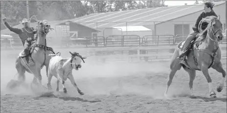  ?? Southern Alberta Newspapers photo by Ryan McCracken ?? Shelton Udal (left) and Shannon Willsie rope a steer during the Memory Lane Team Roping event at the Medicine Hat Exhibition and Stampede grounds on Sept. 1.