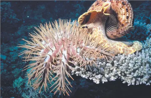  ??  ?? PREDATOR: The Triton snail could become the latest weapon to protect the Great Barrier Reef from devastatio­n.