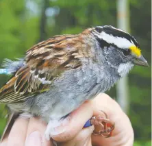  ?? THE CANADIAN PRESS/UNIVERSITY OF NORTHERN BRITISH COLUMBIA ?? Research suggests white-throated sparrows’ overwinter­ing grounds have helped spread their new tune from B.C. to Ontario.