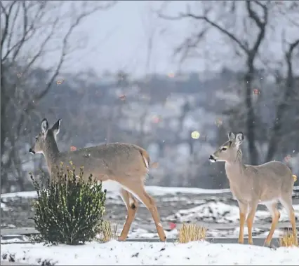  ?? Post-Gazette ?? Deer graze along Bentley Drive in the Hill District last January.