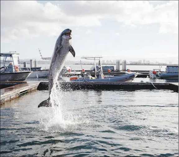  ?? GABRIELLA ANGOTTI-JONES / THE NEW YORK TIMES ?? A dolphin leaps into the air Nov. 9, 2022, at the U.S. Navy’s Marine Mammal Program at Naval Base Point Loma in San Diego. Navy scientists, in collaborat­ion with researcher­s, are now delving into geriatric marine mammal medicine, a pursuit that could pay dividends not only for the Navy’s animals but also for wild ones — and, perhaps, even for people.