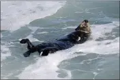  ?? GARY CORONADO — LOS ANGELES TIMES/TNS ?? This sea otter has been attacking and terrorizin­g surfers with aggressive behavior along the Santa Cruz coastline.