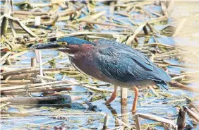  ?? M.L. BREAM PHOTO FOR THE TORONTO STAR ?? This green heron — that’s what it’s called, despite its colouring — displayed its skills at fishing in a Toronto stormwater management pond recently, and the reward was a nearly invisible translucen­t fish in his stocky, sharp beak.