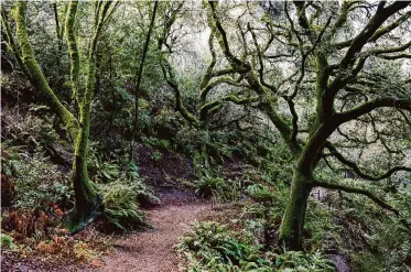  ?? Photos by Jessica Christian/The Chronicle ?? Moss grows on trees and hillsides along the trail at Huckleberr­y Botanic Regional Preserve in Oakland.