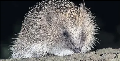  ??  ?? ●●Hedgehog by Tracey Langley