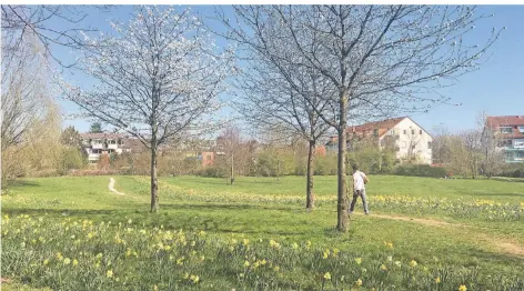  ?? RP-FOTOS: JULIA BRABECK ?? Besonders schön ist es im Kartäuser Park im Frühling, wenn dort auf den Wiesen die Narzissen blühen.