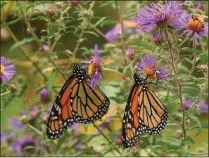  ?? (Doug Tallamy/Nature’s Best Hope/ via The Washington Post) ?? Fall-blooming asters provide vital food for migrating monarchs.