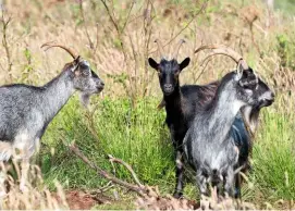  ??  ?? Livestock, including goats, are conservati­on grazers: a costeffect­ive and environmen­tally friendly way of ensuring scrub does not take over the site.