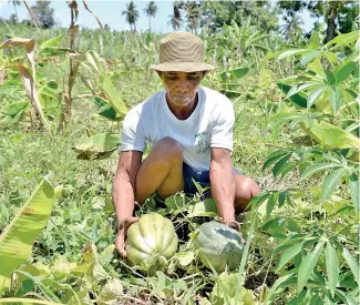  ?? K.M ?? La provincia tiene terrenos idóneos para el cultivo de frutas, tubérculos y musáceas.