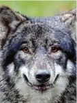  ??  ?? Nachdem offenbar wieder ein Wolf eine Schafherde angegriffe­n und viele Tiere getö tet hat, fordern Bauernvert­reter schärfere Maßnahmen.