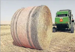  ?? Photo: SUPPLIED ?? RAISING AWARENESS: Pink wrap on a silage bale this spring will raise awareness of breast cancer in rural communitie­s, hopes company Agpac.