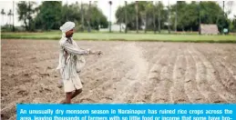  ??  ?? An unusually dry monsoon season in Narainapur has ruined rice crops across the area, leaving thousands of farmers with so little food or income that some have broken a coronaviru­s travel ban, in place since late March, to seek work in India.