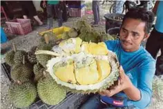  ??  ?? PENGGEMAR durian, Razak Buang menunjukka­n durian ganja tangkal panjang.