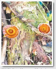  ??  ?? GROWTH: Photo of fungus on a fallen log, by Barbara Lavis.