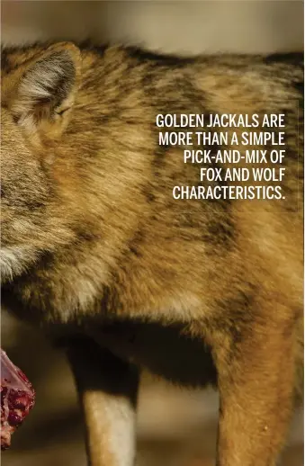  ??  ?? GOLDEN JACKALS ARE MORE THAN A SIMPLE PICK-AND-MIX OF FOX AND WOLF CHARACTERI­STICS.