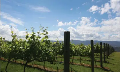  ?? Photograph: Lisa Maree Williams/Getty Images ?? The ‘re-entry of Australian bottled wine into the Chinese market will benefit both Australian producers and Chinese consumers’, the Albanese government said in a statement after tariffs were scrapped.