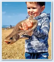  ??  ?? Three-yearold Harry Hardwick, from Trowbridge, Wilts, caught this dogfish when he fished Chesil Beach at West Bexington, in Dorset.