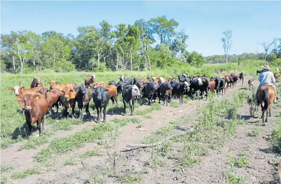  ??  ?? Ganado. Comenzaron con la actividad hace un año. La idea es sumar mayor cantidad de animales de más calidad para enriquecer al rodeo.