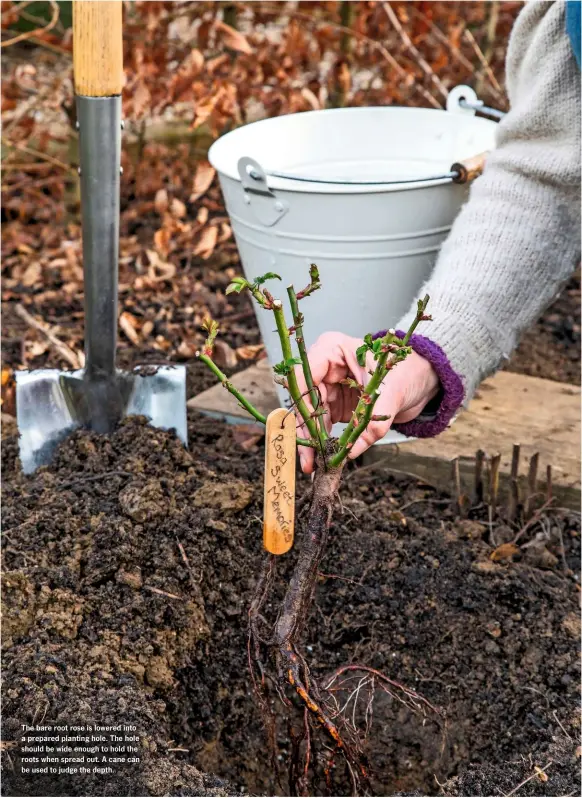  ??  ?? The bare root rose is lowered into a prepared planting hole. The hole should be wide enough to hold the roots when spread out. A cane can be used to judge the depth.
