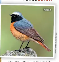  ?? O U R W IL D LI FE P H O T O G R A P H Y/ A L M Y * ?? Redstart