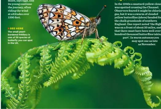  ??  ?? SEE HERE
The small pearlborde­red fritillary is one of 59 species of butterfly you can spot in the UK.