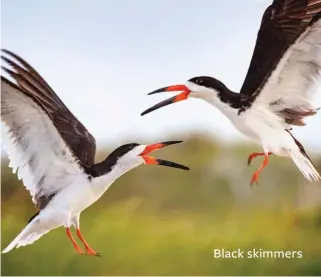  ??  ?? Black skimmers