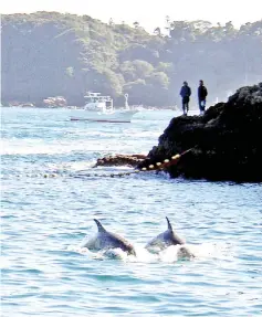  ??  ?? File photo shows two Risso’s dolphins being herded by fishing boats near the village of Taiji, Wakayama prefecture. — AFP photo