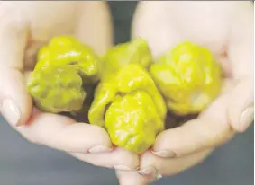  ?? FIRST WE FEAST ?? Pepper X is three times hotter than any pepper commercial­ly available.