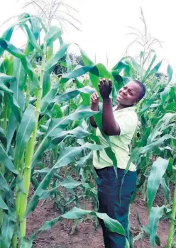  ?? ?? Thandeka Myeni inspecting her crop