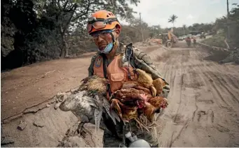  ??  ?? A rescue worker carries a flock of farm birds rescued from homes destroyed by the Volcan de Fuego, in El Rodeo, Guatemala yesterday.