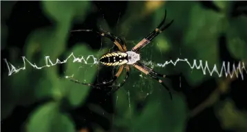  ??  ?? Fake spider silk: the 128 repeat proteins resulted in a fibre that’s stronger than common steel. Its strength and toughness are higher than some reported natural spider silk fibres.