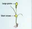  ??  ?? MODERN AGRICULTUR­AL PLANT Large grains Short straws