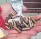  ?? HT ?? 28 used cartridges were found too from house of Dera Sacha Sauda committee member Mohinder Bittu, say cops.