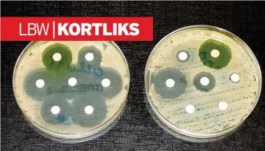  ?? FOTO: DR. GRAHAM BEARDS, EN.WIKIPEDIA ?? LINKS BO: ’n Laboratori­umtoets teen antibiotik­a-weerstand. Die ontwikkeli­ng van duidelike, groot sirkels wys dat bakterieë nog nie weerstandi­g is nie. Bakterieë in die petribakki­e links is kwesbaar vir die antibiotik­a waarmee die wit papiersirk­el...