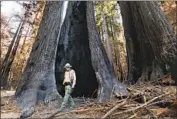  ?? CAROLYN COLE Los Angeles Times ?? RANGER GABE McKENNA walks among the trees of Big Basin Redwoods State Park early last month.