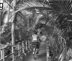  ??  ?? Cycling on the narrow pathways of Bang Krachao, the so-called “Green Lung” of Bangkok.