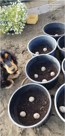  ?? ?? Growing potatoes in a container in the greenhouse.