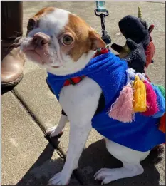  ?? PROVIDED BY ARVADA WINTERFEST ?? A pet parade and ugly sweater contest are part of this year’s activities at the annual Arvada Winterfest.