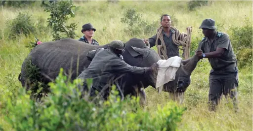  ?? PICTURES: ARMAND HOUGH ?? AT RISK: A white rhino cow is tranquilli­sed for DNA sampling by SANParks veterinari­ans and honorary rangers in the Kruger National Park.