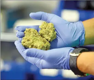  ?? Gabriela Campos/The New Mexican ?? A handful of medical cannabis at a dispensary in Albuquerqu­e.