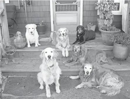  ?? ALICE MAYN/ LILY’S LEGACY ?? Lily’s Legacy Senior Dog Sanctuary hopes to raise awareness during Saving Senior Dogs Week.