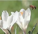  ?? CZAREK SOKOLOWSKI/AP ?? A bee hovers over crocus flowers looking for pollen on one of the first sunny, springweat­her days of 2017 in Warsaw, Poland, in
March of that year.