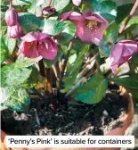  ?? ?? ‘Penny’s Pink’ is suitable for containers
